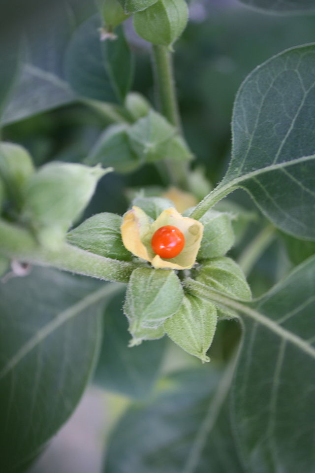 WITHANIA SOMNIFERA